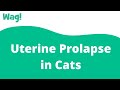 Uterine Prolapse In Cats Wag