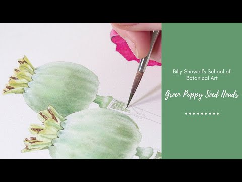 Green Poppy Seed Heads⎜ Billy Showell ⎮Watercolour Beautiful