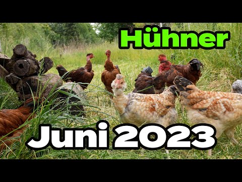 Hühner Rundgang im Juni 2023