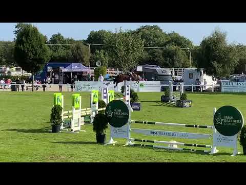 Bravour VDL(Brantzau x Cassini I) 3rd in Irish Championships 4yo