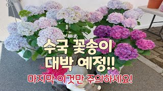 2024년 수국꽃 대박 예정