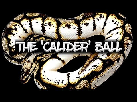 The 'Calider' Ball Python