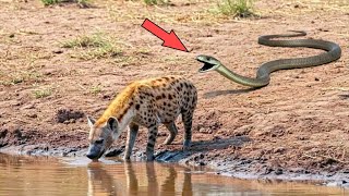 A mamba-negra fez isso com a hiena... 20 Momentos Épicos de Animais na Natureza