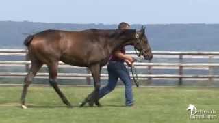 preview picture of video 'Lot 389 - F. / Wootton Bassett & Siro - Haras de Grandcamp'