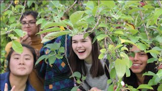 apple picking @pippin orchard