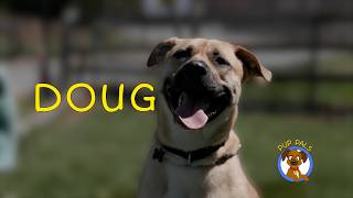 Video preview image #1 Black Mouth Cur-Unknown Mix Puppy For Sale in Rockaway, NJ, USA