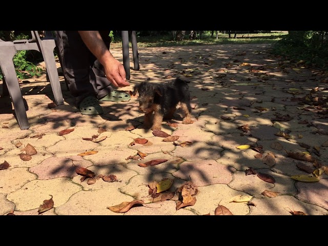 Terrier Galés cachorro en venta