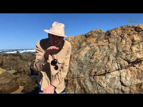 ⚒️ George the Geologist - Folded Chert