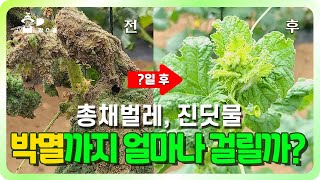 총채벌레, 진딧물 이제 안녕!! | 바이러스를 옮기는 해충 완전 박별ㅣ손쉽게 방제하자!