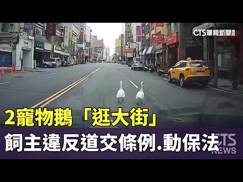2寵物鵝「逛大街」　飼主違反道交條例.動保法