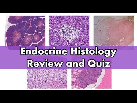Endocrine histology | Review and Practice