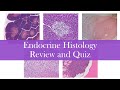 Endocrine histology | Review and Practice