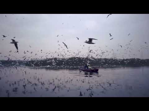 nature | Kainat Begum | short nature video | 2025