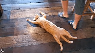 Lazy cat sleeps on busy restaurant floor refusing 