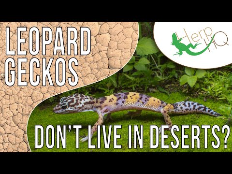 Leopard Gecko Habitat: The Delicate Balance of Desert and Den