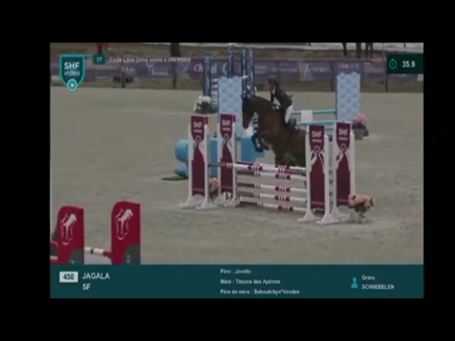 Hongre de 6 ans très concours 