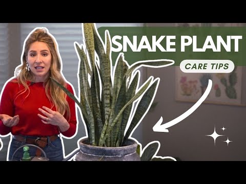 image-What size snake plant should I get?