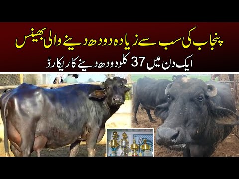 Punjab Ki Sab Say Ziada Doodh Deny Wali Bhains 1 Din Mein 37 Kilo Doodh Deti Ha | News Alert