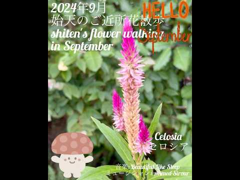 あらゆる水深に最適な池の植物 トピックス