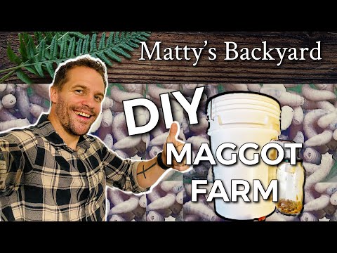 BEST How to DIY Maggot Farm Harvester #maggot #backyardfarming #diy