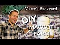 BEST How To DIY Maggot Farm Harvester Maggot Backyardfarming Diy