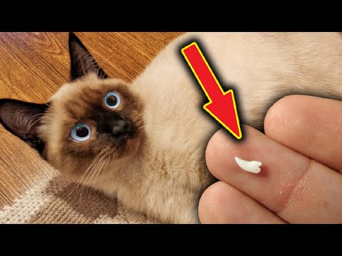 THE CAT'S MİLK TEETH LOST OUT (Funny Cat Videos)