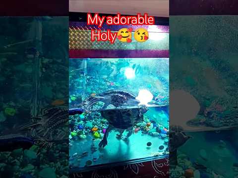 🐢Turtle video| my adorable Holy🥰😘#shorts #shots #viralvideo #turtle #feedshorts #deoghar& blooms #yt