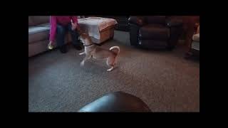 Video preview image #1 Jack Russell Terrier-Unknown Mix Puppy For Sale in Princeton, MN, USA