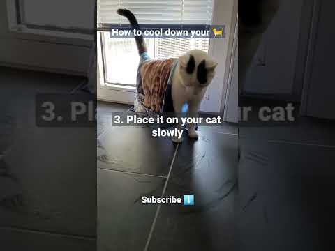 Tutorial: How to cool down your cat in hot summer #cooldown #hotsummer #lifehacks #tutorial