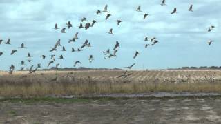 preview picture of video 'Sandhill cranes, Riviera Texas 2013-12-19'