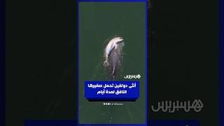 أنثى دولفين تحمل صغيرها النافق لعدة أيام خلال فترة حداد وسط مواساة من أفراد قطيعها thumbnail