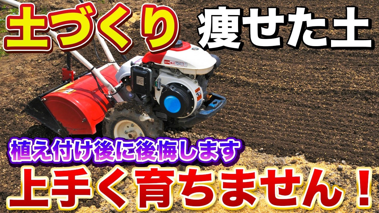 【絶対やって！】土づくりを今やるかで今後の生育が圧倒的に変わります！暑さ対策にも繋がります！