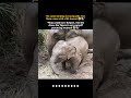 “Baby: ‘Please help!’ Mom: ‘Try again, little man.’ 😂🐘”
