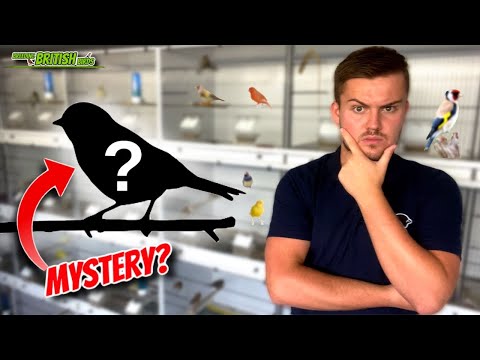 WHAT ARE THEY?! | Breeding British Birds S3:Ep17