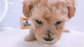 ハーフ犬の動画01