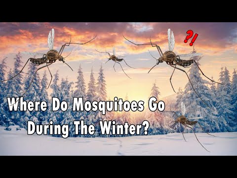 Where Do Mosquitoe's Go During The Winter? - Strange Thoughts #4