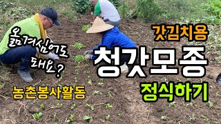 갓김치용 청갓 모종 정식하기 / 아는 형님네 농장에서 봉사활동 / 텃밭 가꾸기
