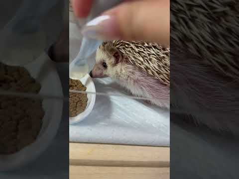 枝分かれしたハリネズミのお尻 植物