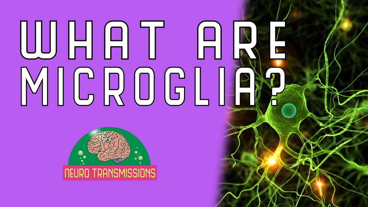 What Are Microglia?