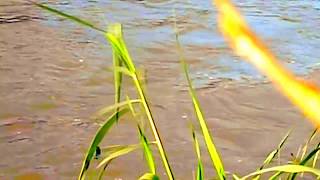 Mark Knopfler &amp; Emmylou Harris, Lost On The River Of Life