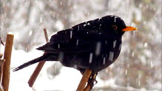 Belle &amp; Sébastien -  L&#39;oiseau - Reprise guitare