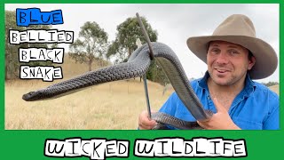 The Spotted Black Snake - Australia's Most Venomous Black Snake