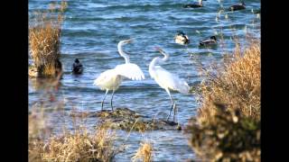 Into the lens  group YES