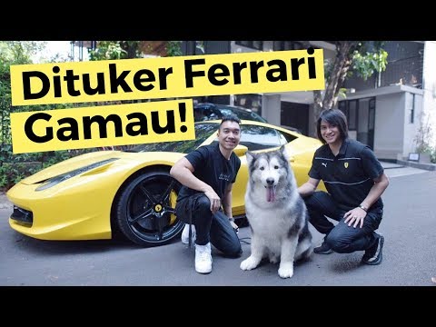 ANJING TERMAHAL DI DUNIA! (Feat. Ezron Tarigan)
