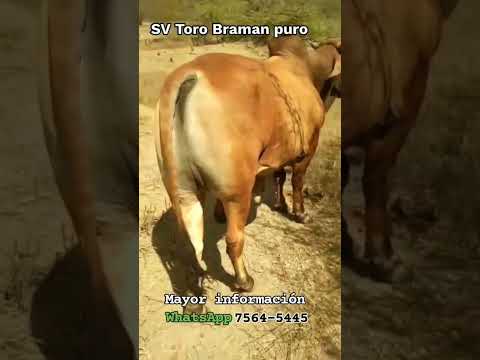 Toro disponible en Rancho El Pitayo, El Sauce, La Unión, jueves 02 de julio 2026