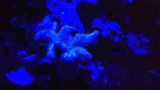 Cover art for FACE TO THE FLOOR