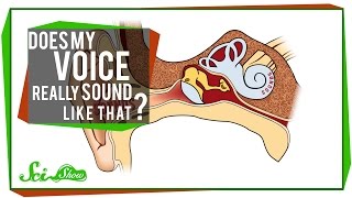 Does My Voice Really Sound Like That?