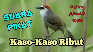 Download lagu SUARA PIKAT BURUNG KASO KASO SUARA RIBUT mp3 Download lagu SUARA PIKAT BURUNG KASO KASO SUARA RIBUT mp3