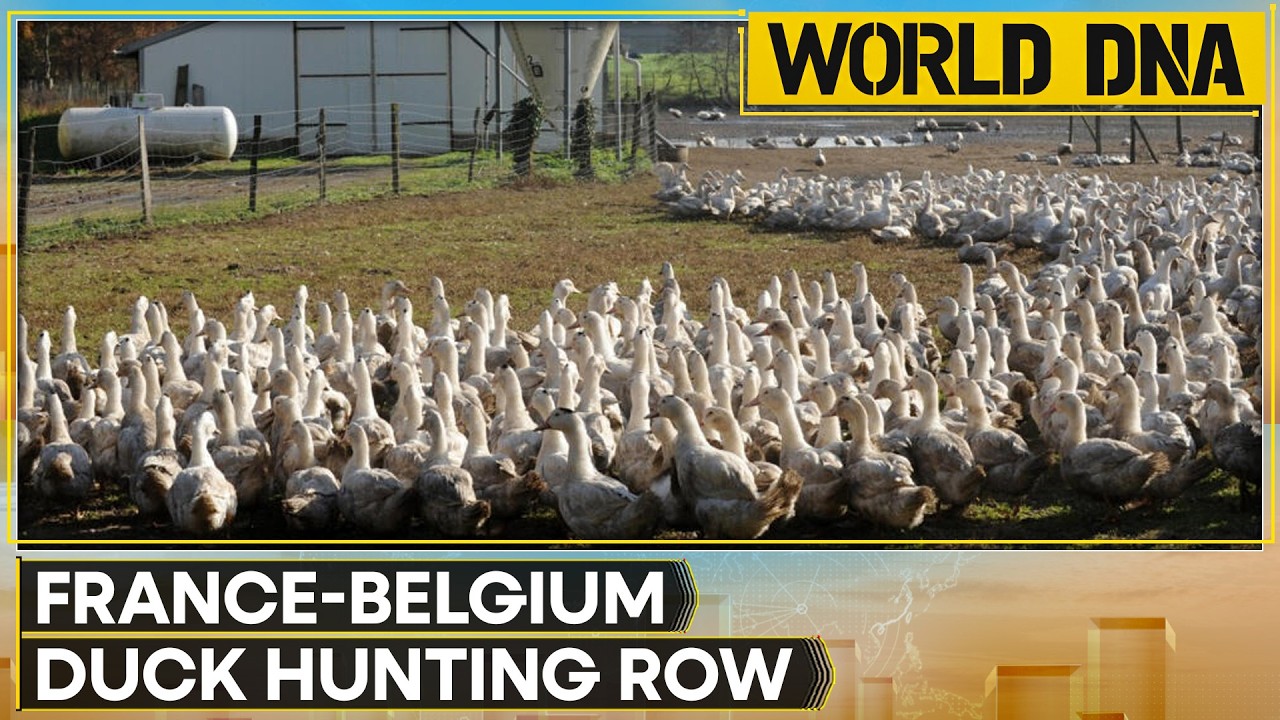 Duck Hunting Clash Between France And Belgium Tests EU Wildlife Rules | World DNA
