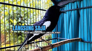Download lagu PANCINGAN KACER bahan SUSAH bunyi, KACER GACOR NGEPLONG bikin KACER MANAPUN ikut GACOR mp3